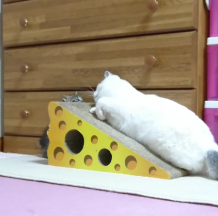 動物,犬,猫,しつけ,飼い方,育て方,病気,健康