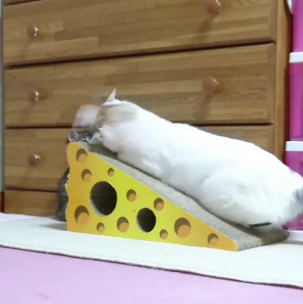 動物,犬,猫,しつけ,飼い方,育て方,病気,健康