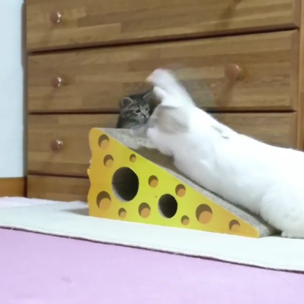 動物,犬,猫,しつけ,飼い方,育て方,病気,健康