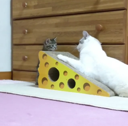 動物,犬,猫,しつけ,飼い方,育て方,病気,健康