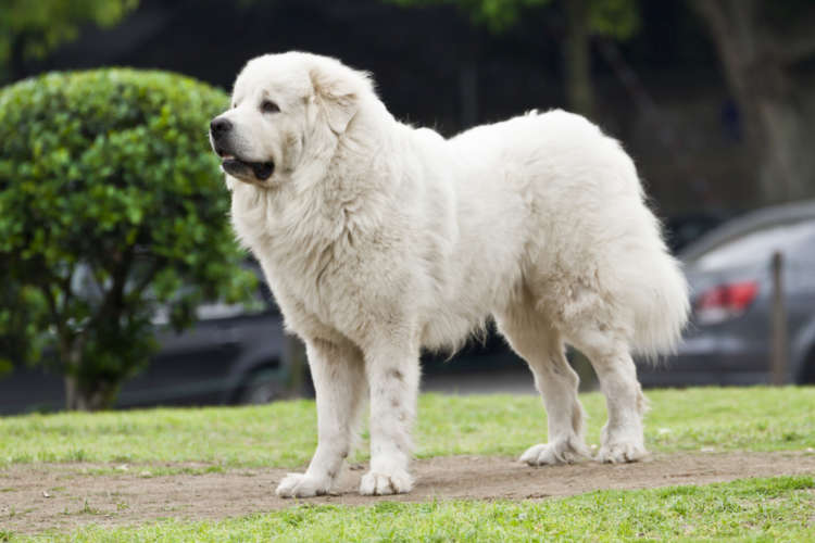 動物,犬,猫,しつけ,飼い方,育て方,病気,健康