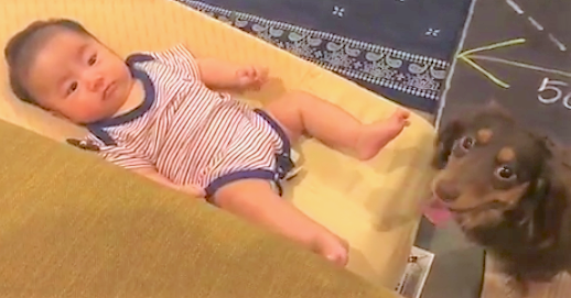 【アタシに任せて!】赤ちゃんをあやすのを手伝ってくれるワンコさん♪ その様子にほっこり(*´ω`)