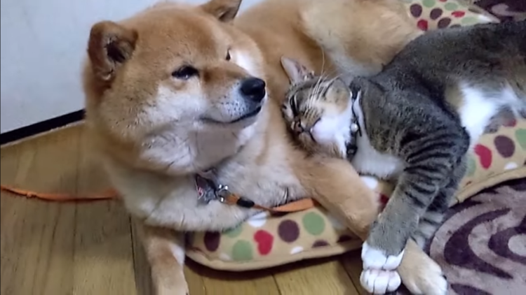 動物,犬,猫,しつけ,飼い方,育て方,病気,健康