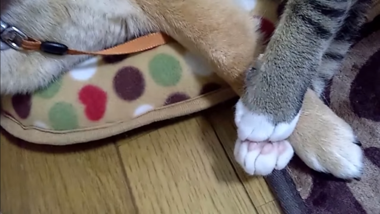 動物,犬,猫,しつけ,飼い方,育て方,病気,健康