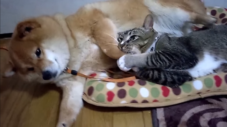 動物,犬,猫,しつけ,飼い方,育て方,病気,健康