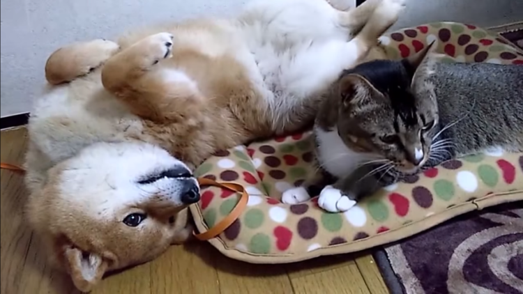 動物,犬,猫,しつけ,飼い方,育て方,病気,健康