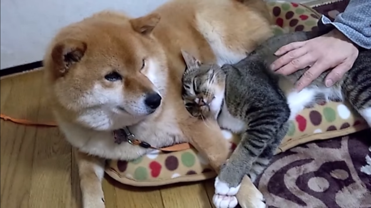 動物,犬,猫,しつけ,飼い方,育て方,病気,健康