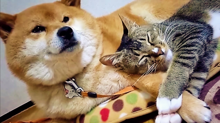 【とっても甘えんぼニャンコ】柴犬の手を握って離さないニャンコ♡ → 手が離れそうになると(*´з`)