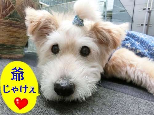 動物,犬,猫,しつけ,飼い方,育て方,病気,健康