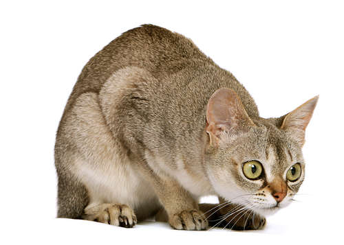 動物,犬,猫,しつけ,飼い方,育て方,病気,健康
