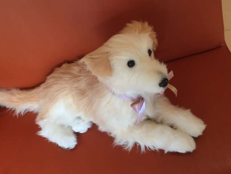 動物,犬,猫,しつけ,飼い方,育て方,病気,健康