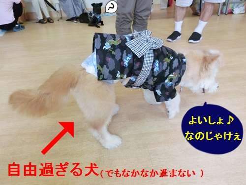 動物,犬,猫,しつけ,飼い方,育て方,病気,健康
