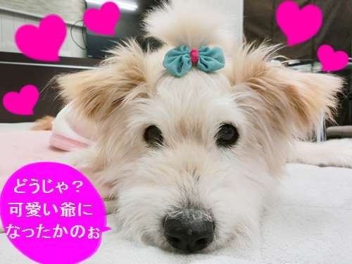 動物,犬,猫,しつけ,飼い方,育て方,病気,健康