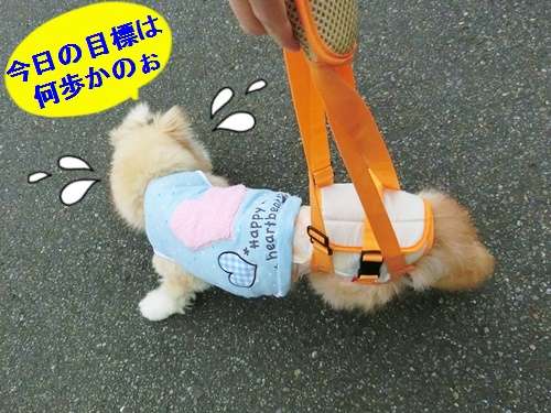 動物,犬,猫,しつけ,飼い方,育て方,病気,健康