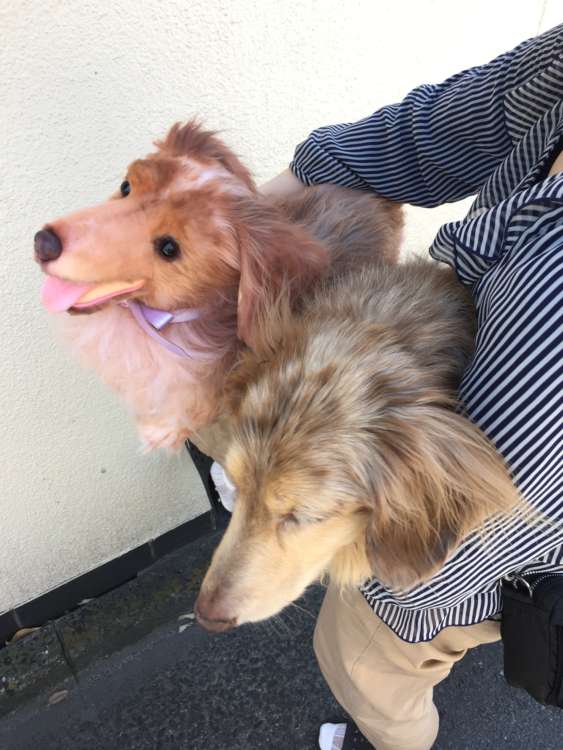 動物,犬,猫,しつけ,飼い方,育て方,病気,健康