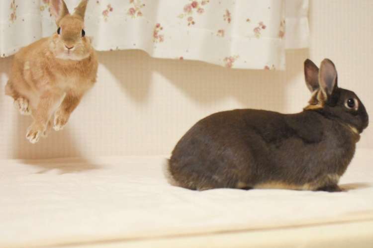 動物,犬,猫,しつけ,飼い方,育て方,病気,健康