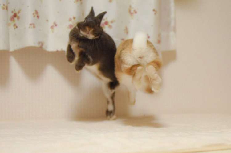 動物,犬,猫,しつけ,飼い方,育て方,病気,健康