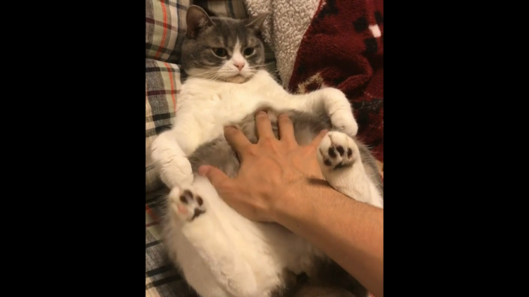 動物,犬,猫,しつけ,飼い方,育て方,病気,健康