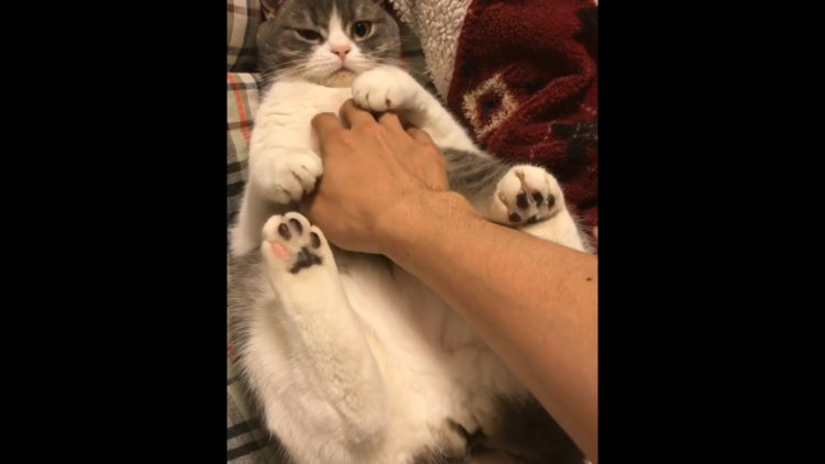 動物,犬,猫,しつけ,飼い方,育て方,病気,健康