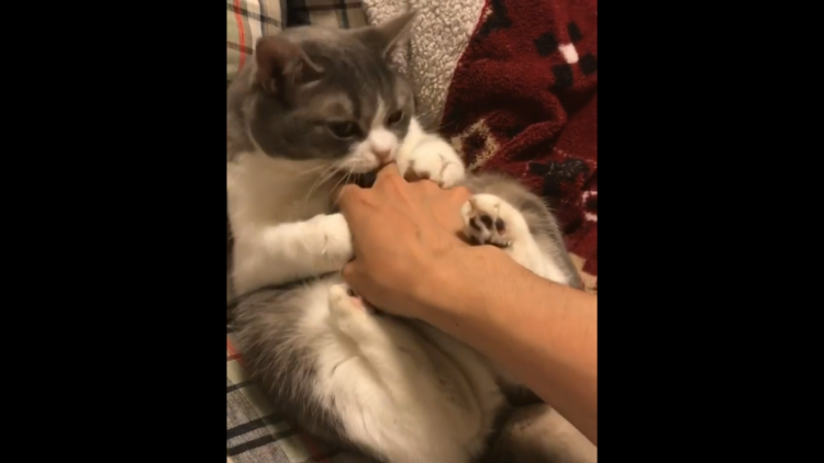 動物,犬,猫,しつけ,飼い方,育て方,病気,健康