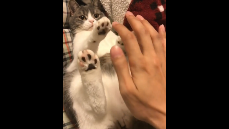 動物,犬,猫,しつけ,飼い方,育て方,病気,健康