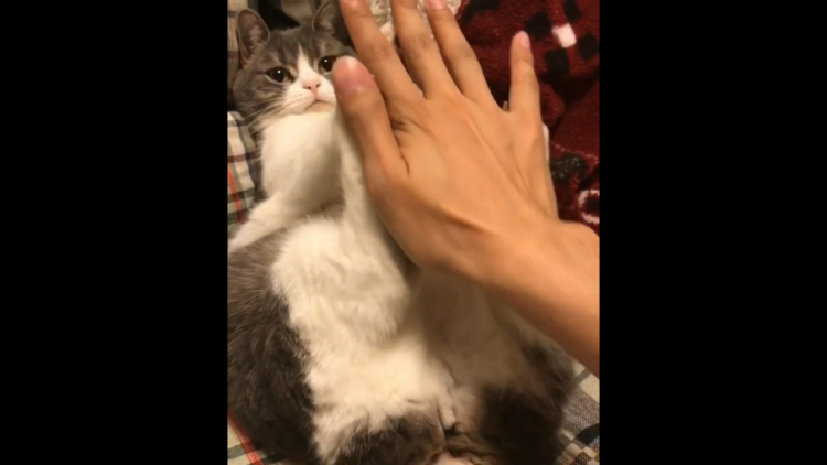 動物,犬,猫,しつけ,飼い方,育て方,病気,健康