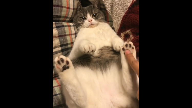 動物,犬,猫,しつけ,飼い方,育て方,病気,健康