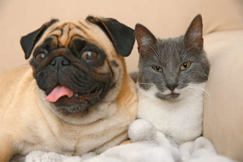 動物,犬,猫,しつけ,飼い方,育て方,病気,健康