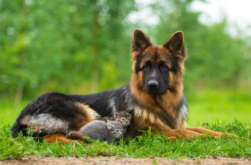 動物,犬,猫,しつけ,飼い方,育て方,病気,健康