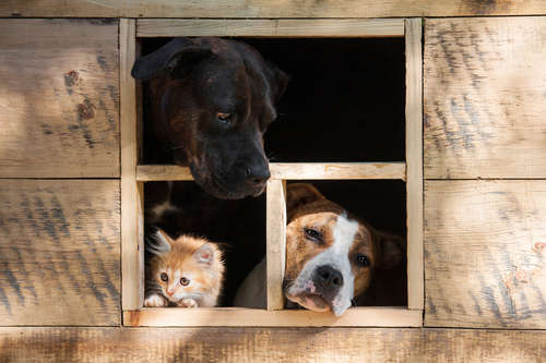 動物,犬,猫,しつけ,飼い方,育て方,病気,健康