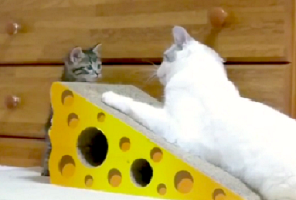 【はじめまして…!】新入り子猫が、先輩猫と初カラミ。「絶妙な距離感」にキュンと来る…(〃∇〃)