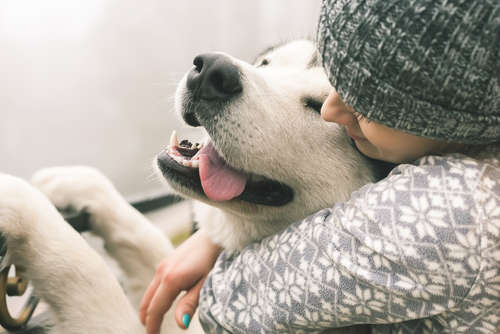 動物,犬,猫,しつけ,飼い方,育て方,病気,健康