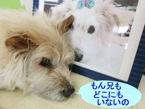 動物,犬,猫,しつけ,飼い方,育て方,病気,健康