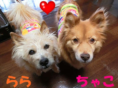 動物,犬,猫,しつけ,飼い方,育て方,病気,健康