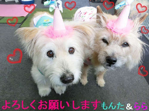 動物,犬,猫,しつけ,飼い方,育て方,病気,健康