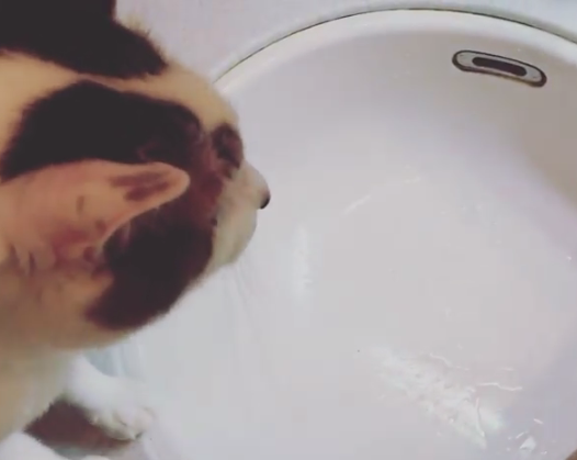 動物,犬,猫,しつけ,飼い方,育て方,病気,健康