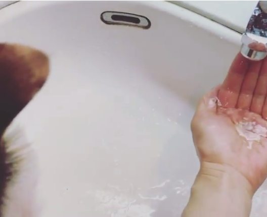 動物,犬,猫,しつけ,飼い方,育て方,病気,健康