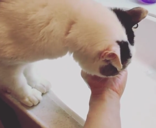 動物,犬,猫,しつけ,飼い方,育て方,病気,健康