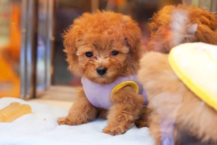 動物,犬,猫,しつけ,飼い方,育て方,病気,健康