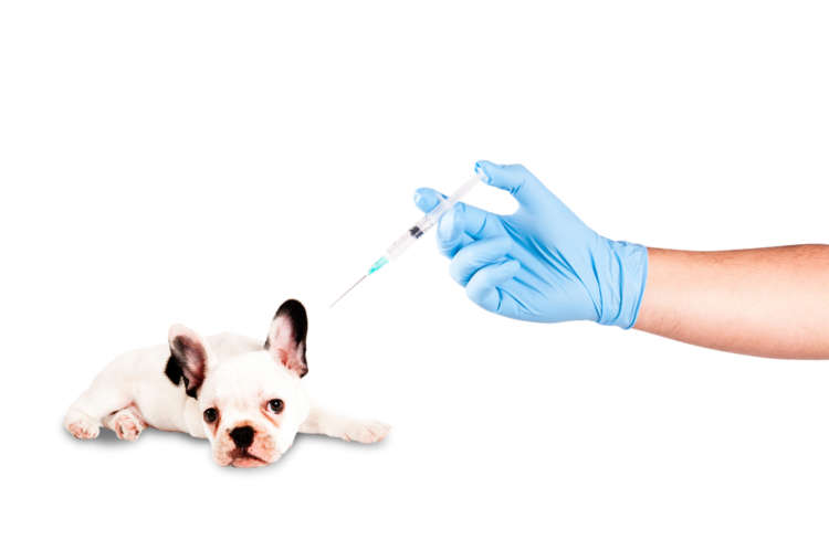 動物,犬,猫,しつけ,飼い方,育て方,病気,健康
