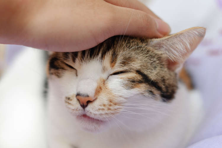 動物,犬,猫,しつけ,飼い方,育て方,病気,健康
