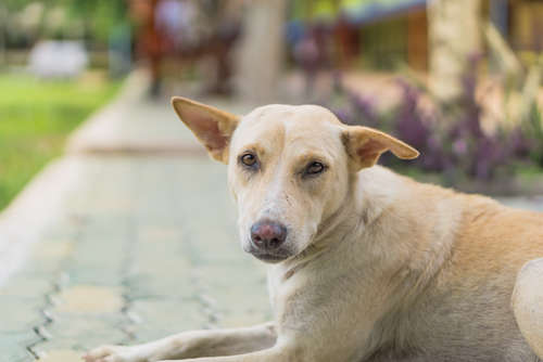 動物,犬,猫,しつけ,飼い方,育て方,病気,健康