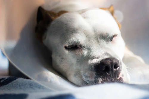 動物,犬,猫,しつけ,飼い方,育て方,病気,健康