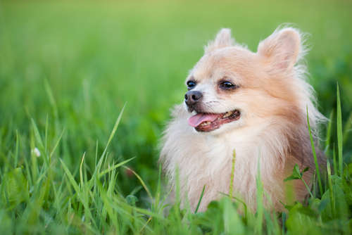動物,犬,猫,しつけ,飼い方,育て方,病気,健康