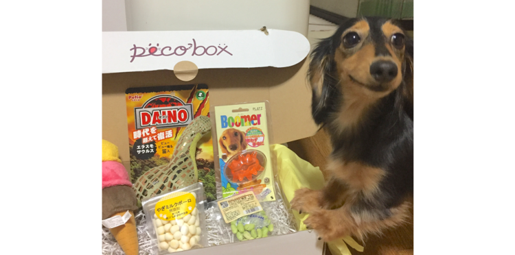 【PECOBOX10月号 受付開始!】今回のテーマは「ハッピー・ハロウィン♪」