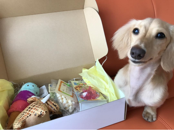 動物,犬,猫,しつけ,飼い方,育て方,病気,健康