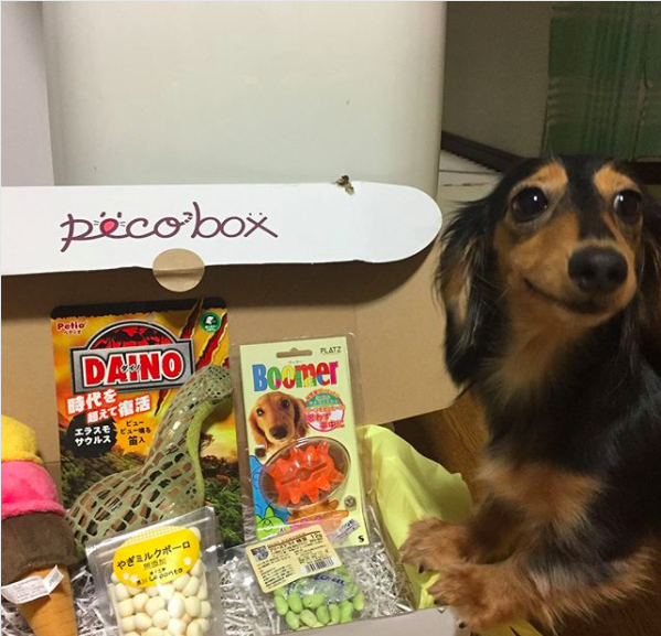 動物,犬,猫,しつけ,飼い方,育て方,病気,健康