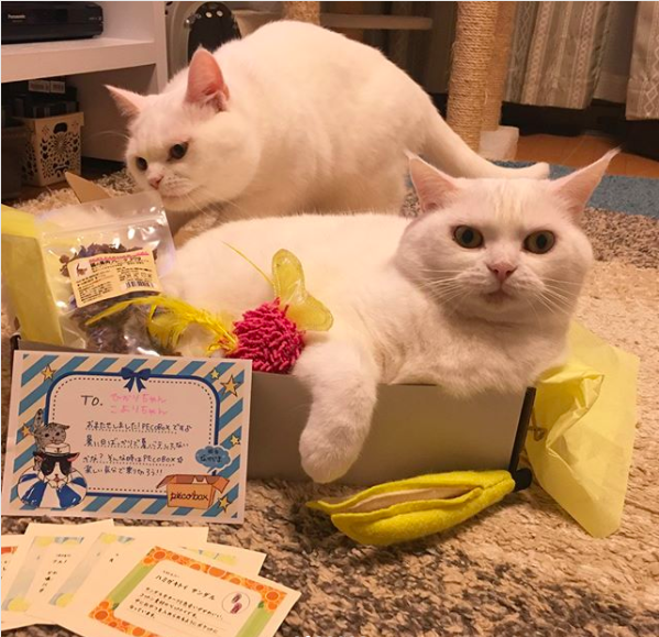 動物,犬,猫,しつけ,飼い方,育て方,病気,健康