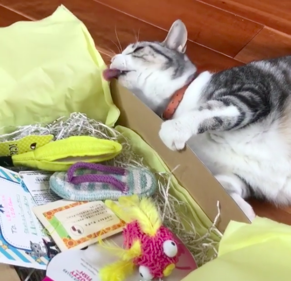 動物,犬,猫,しつけ,飼い方,育て方,病気,健康