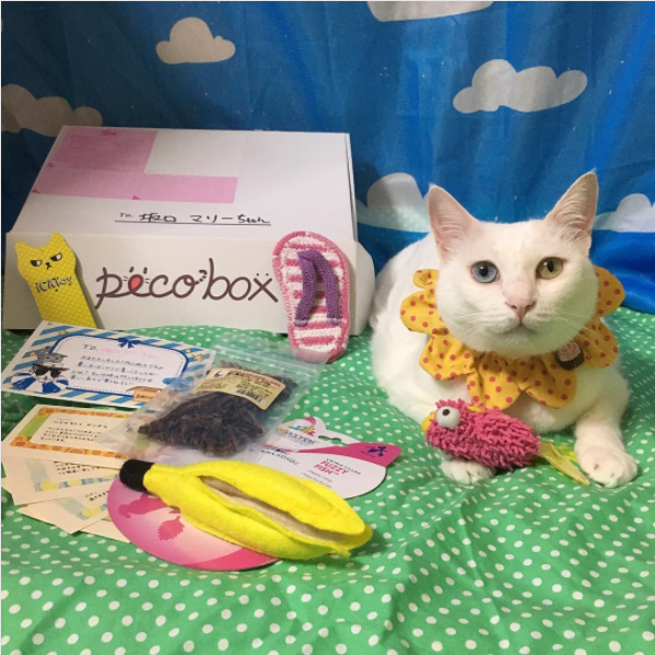 動物,犬,猫,しつけ,飼い方,育て方,病気,健康